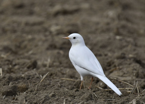 白化・ハクセキレイ8052