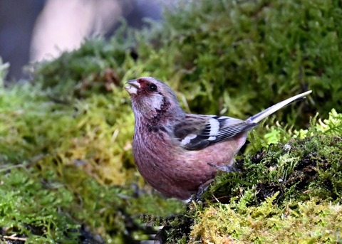 ベニマシコ♂6824