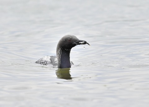 シロエリオオハム2697