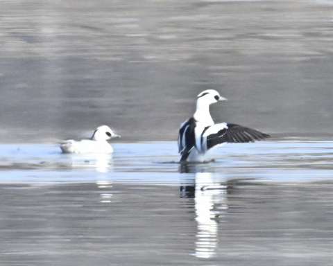 羽ばたくミコアイサ♂4554