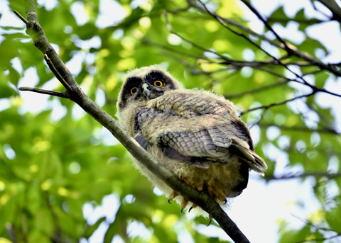 トラフズクのヒナ0883