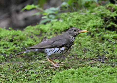 クロツグミ♀9069