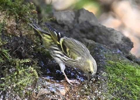 マヒワ♀1333