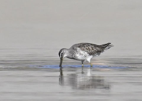 オオハシシギ6222