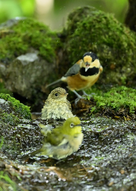 キビタキ幼鳥0417