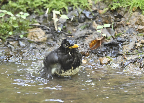 クロツグミ♂4014