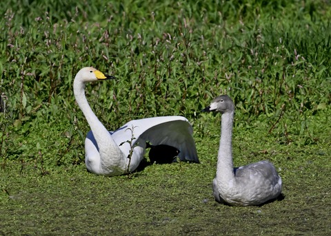 オオハクチョウ2871