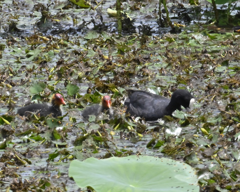 オオバンの親子6393