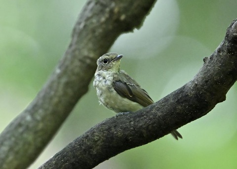 キビタキ幼鳥4958