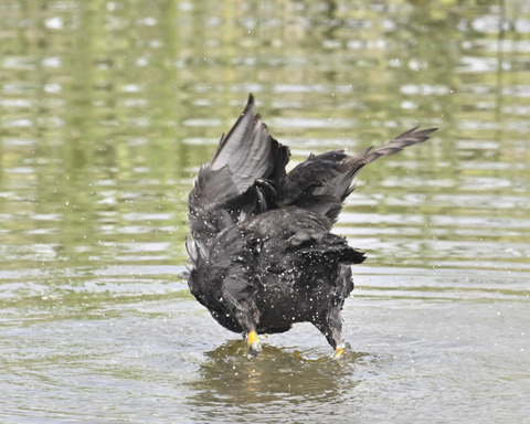 オオバンの水浴び7415