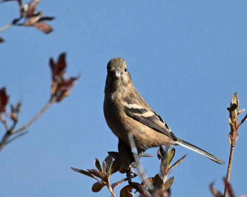 ベニマシコ♀4630