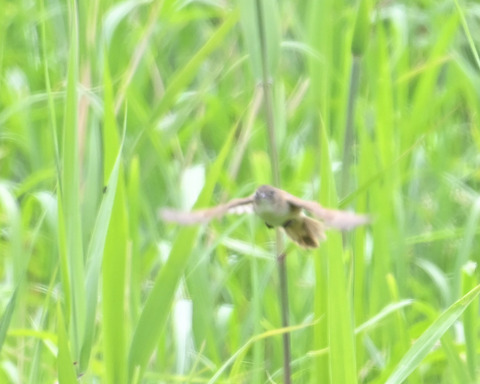 飛ぶオオセッカ8305