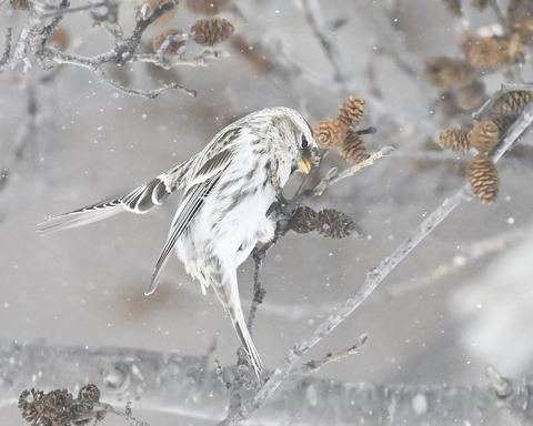 ベニヒワ♀4426