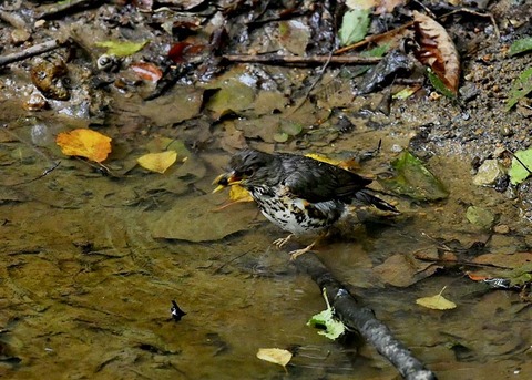 クロツグミ♀7622