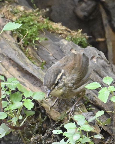 ヤブサメ幼鳥4963