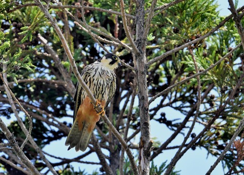 チゴハヤブサ0863