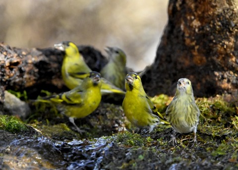 マヒワの群れ2012