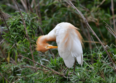 アマサギ6752