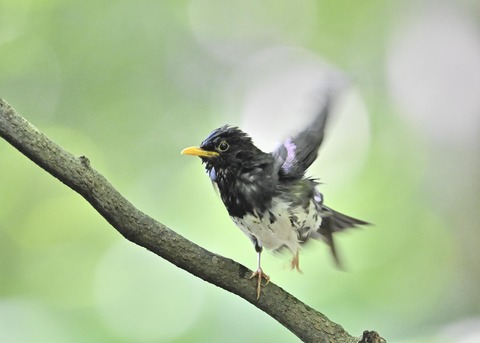 クロツグミ♂0357