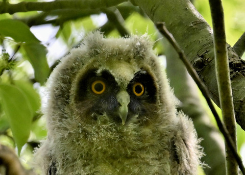 トラフズクのヒナ1247