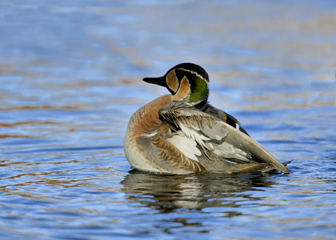 トモエガモ♂1968