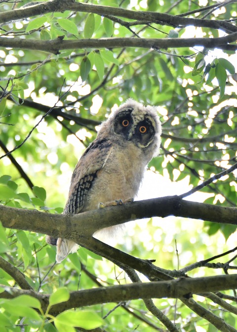 トラフズクのヒナ5122