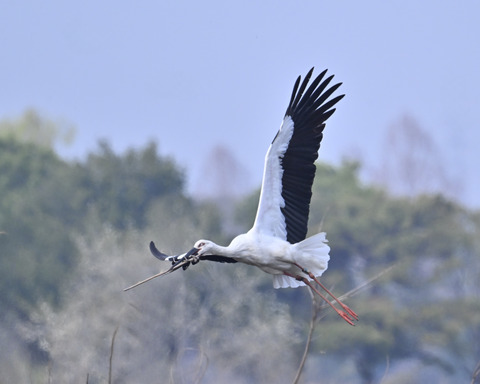 飛ぶコウノトリ7304