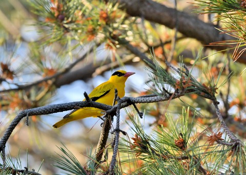 コウライウグイス2909