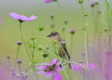 ノビタキ♀9663
