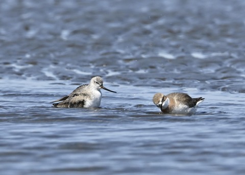 ソリハシシギ3203