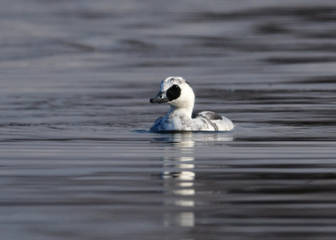 ミコアイサ♂8756