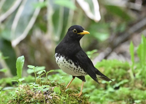 クロツグミ♂4158