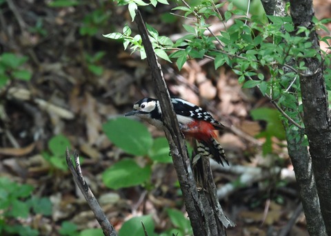 アカゲラ♀8702