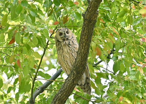 トラフズク♂6861