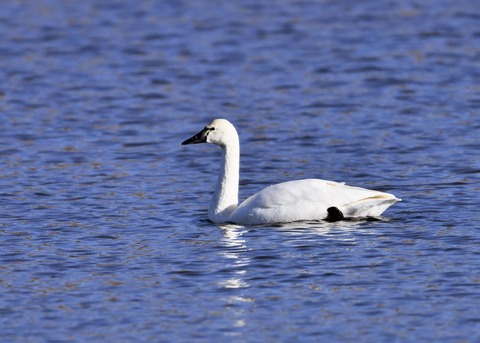 アメリカコハクチョウ②0442