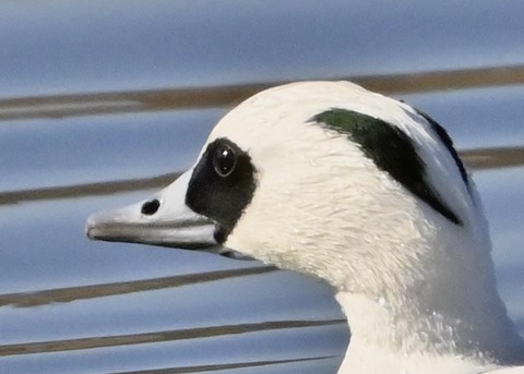 ミコアイサ0001(0163)