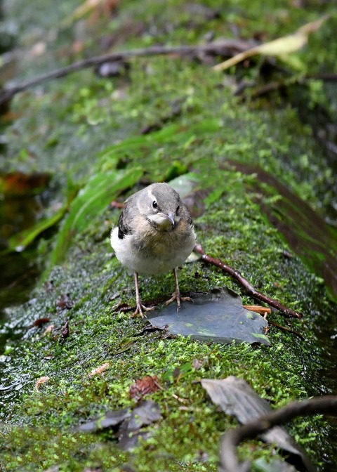 キセキレイ幼鳥8167