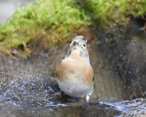 アトリ♀8266