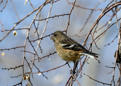 ベニマシコ♀1208