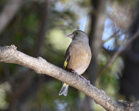 オオカワラヒワ7560