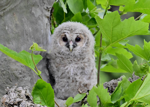フクロウの雛6280
