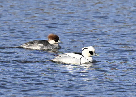 ミコアイサ♂♀4524