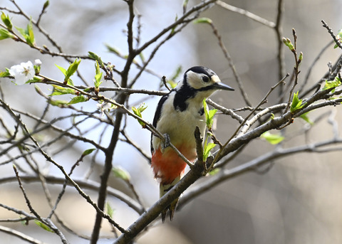 アカゲラ♀5345