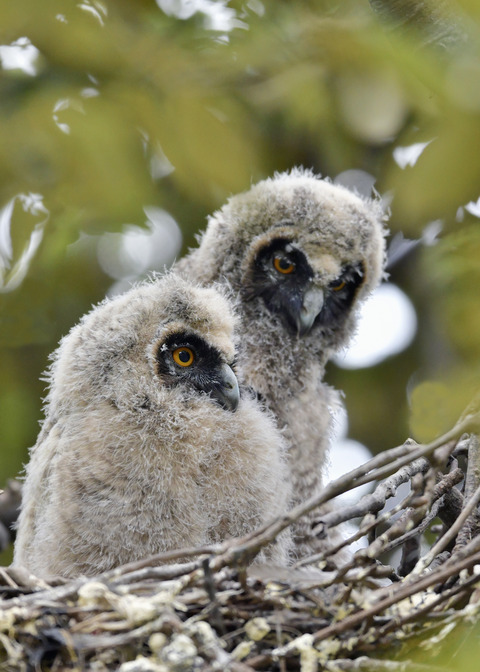 トラフズクのヒナ④⑤7260