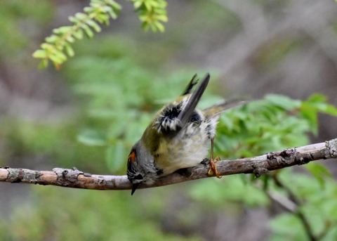 キクイタダキ♂0223