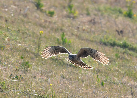 ハイイロチュウヒ♀4029
