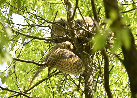 トラフズク♀2394