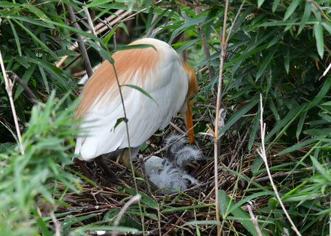 アマサギ7822