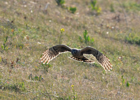 ハイイロチュウヒ♀4031