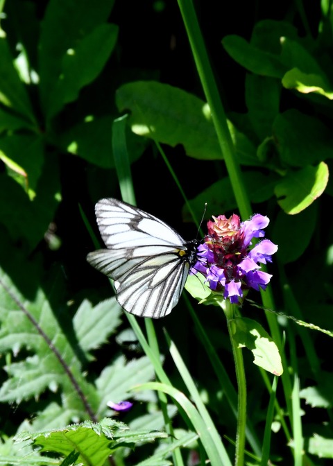 ミヤマシロチョウ♂2840